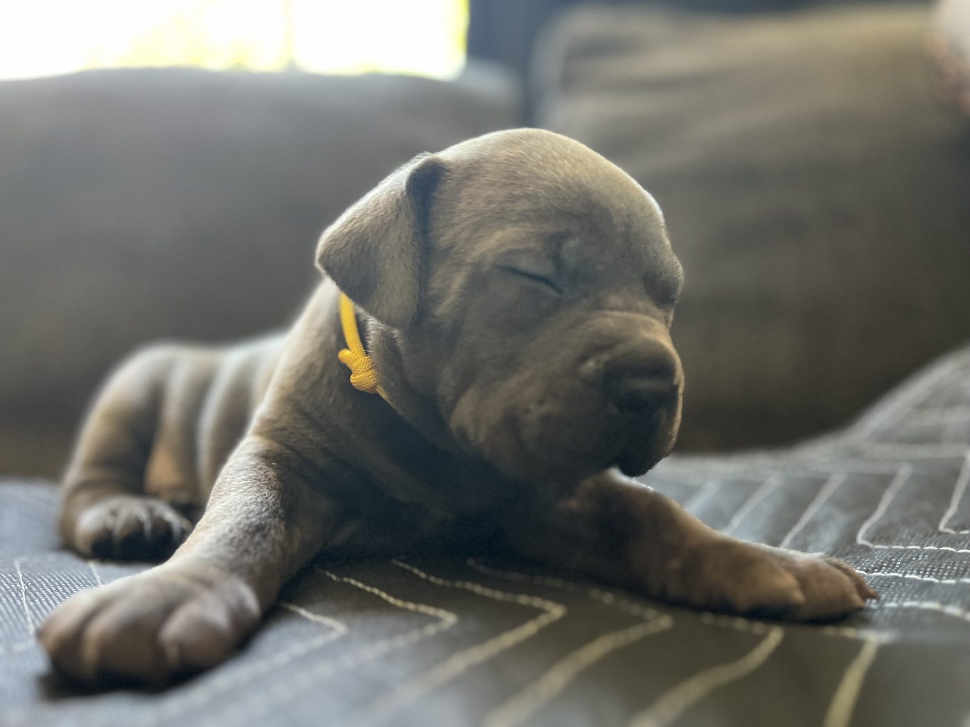 DiCalabrese Cane Corso outdoors — reputable breeder for Riverside County (photo 15)