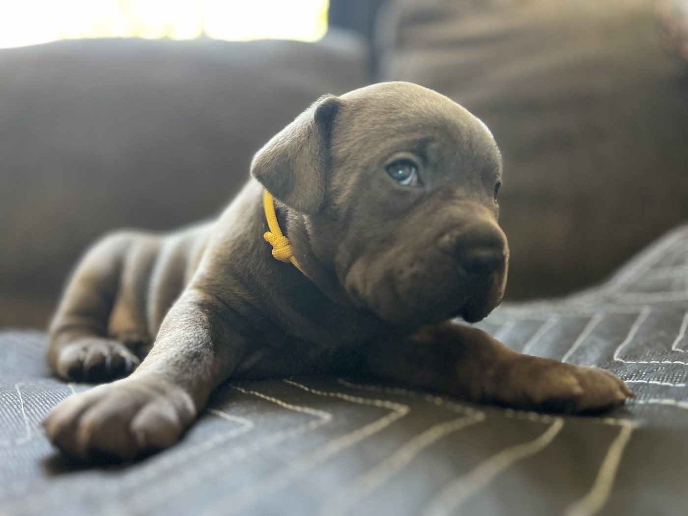 Cane Corso puppy and adult moments from DiCalabrese in Southern California families (photo 16)
