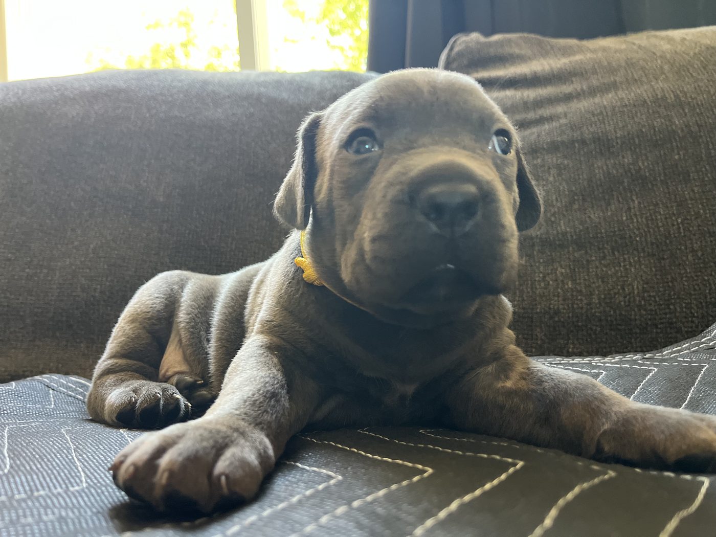 DiCalabrese Cane Corso kennel life and training in Moreno Valley, California (photo 17)