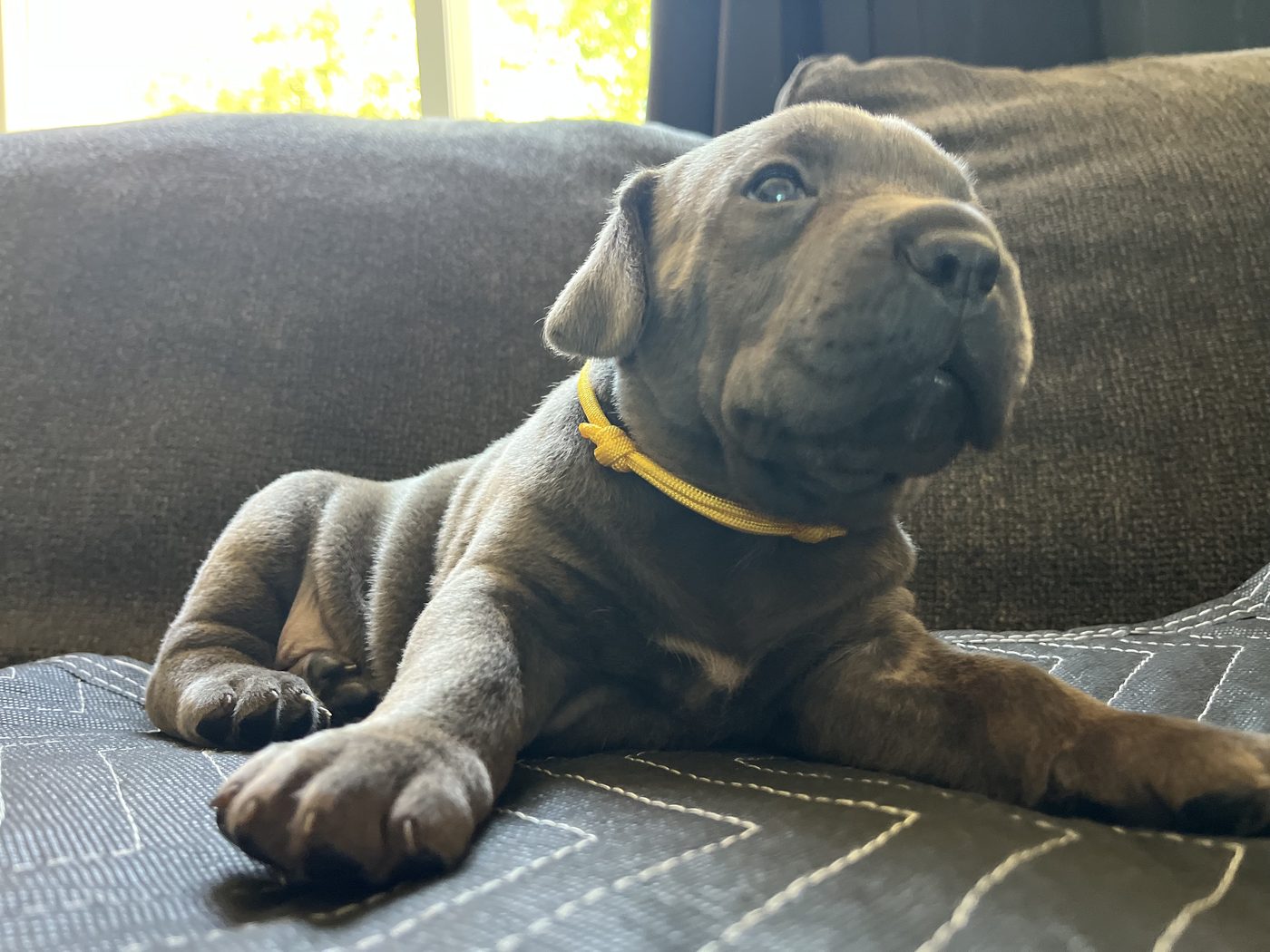 Blue Cane Corso puppy with yellow collar at DiCalabrese kennel in Southern California (photo 43)