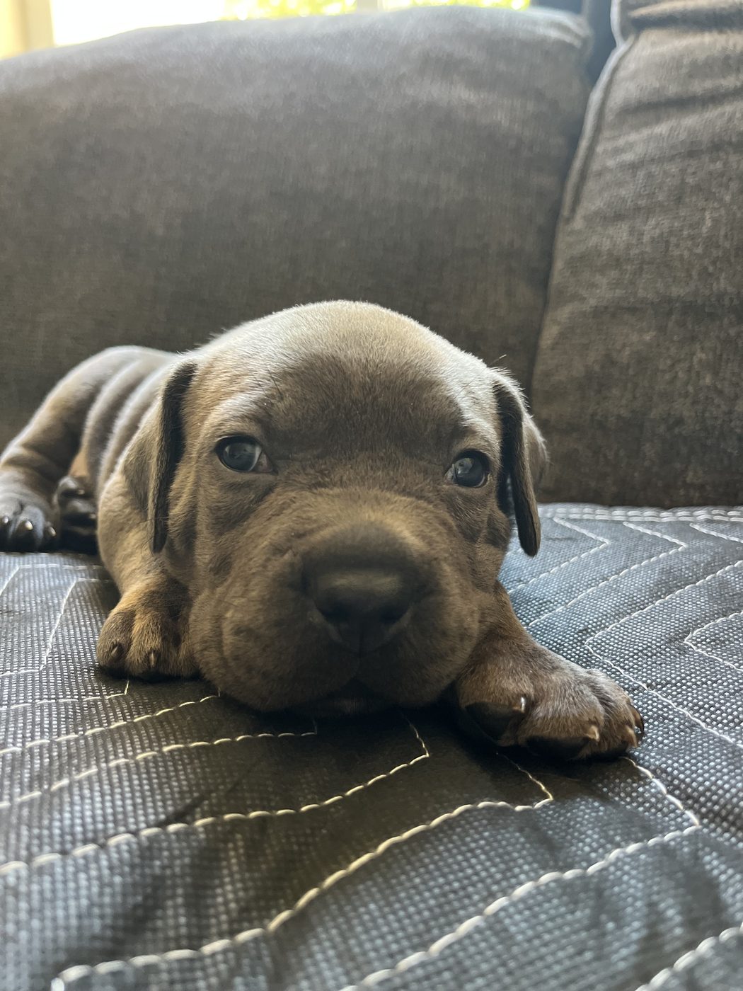 Adult Cane Corso from DiCalabrese preservation program in Southern California (photo 18)