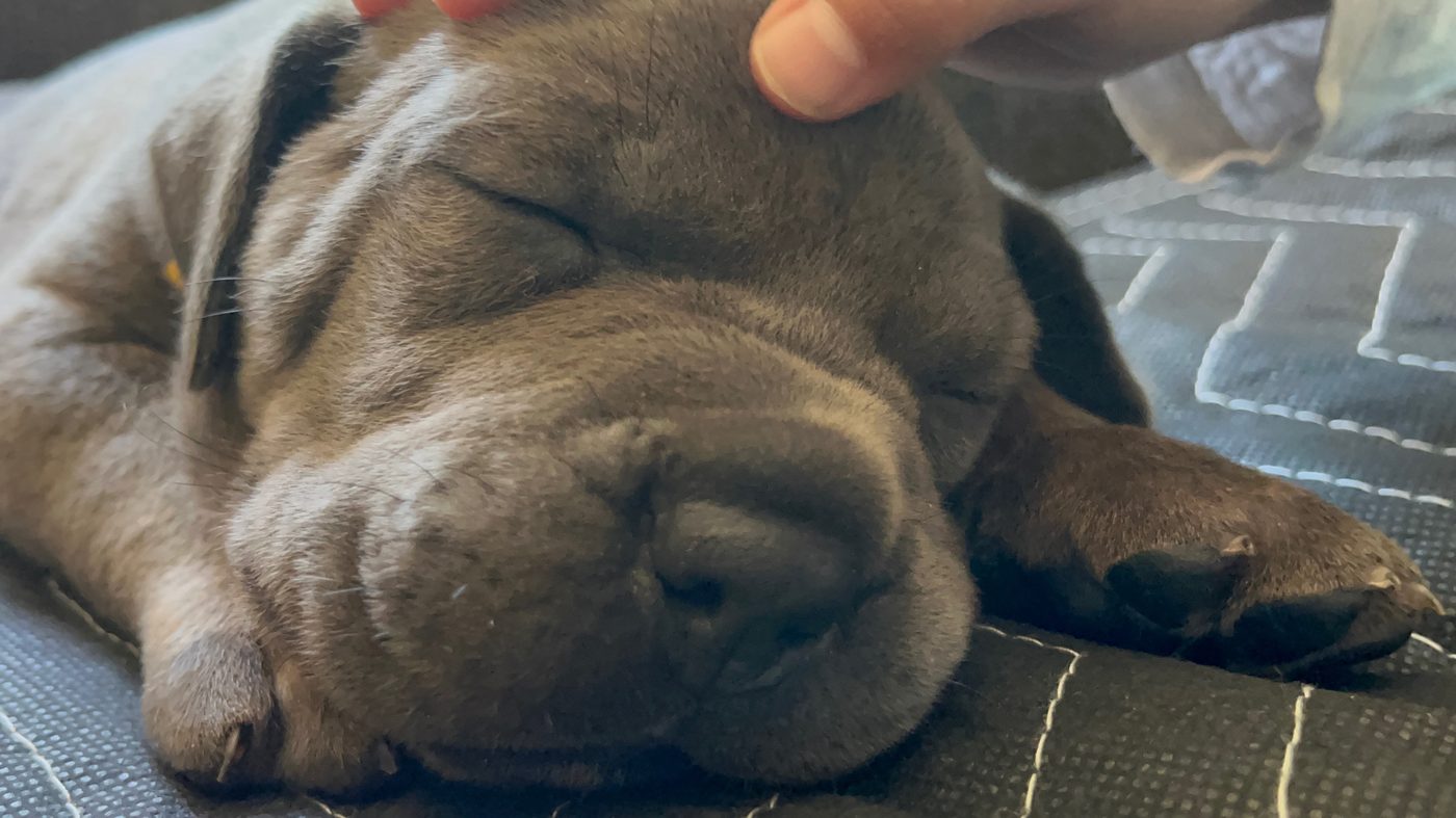Cane Corso protection and working dog foundation at DiCalabrese in Los Angeles area (photo 19)