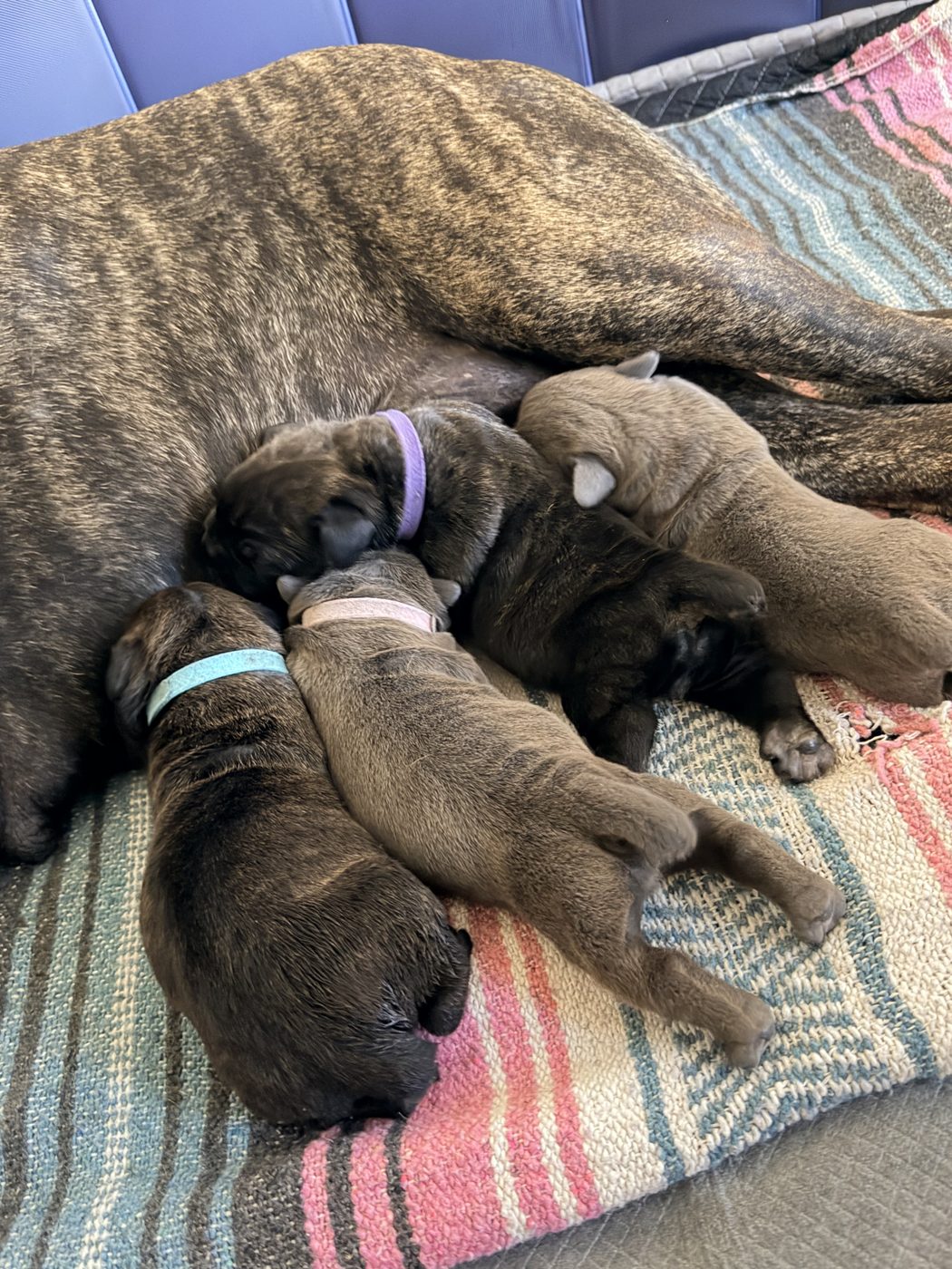 Champion-bloodline Cane Corso at DiCalabrese kennel serving San Diego area (photo 20)