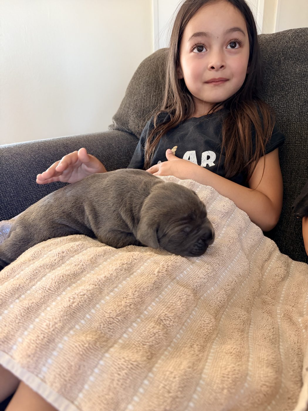 DiCalabrese Cane Corso daily life photo from Orange County area (photo 21)
