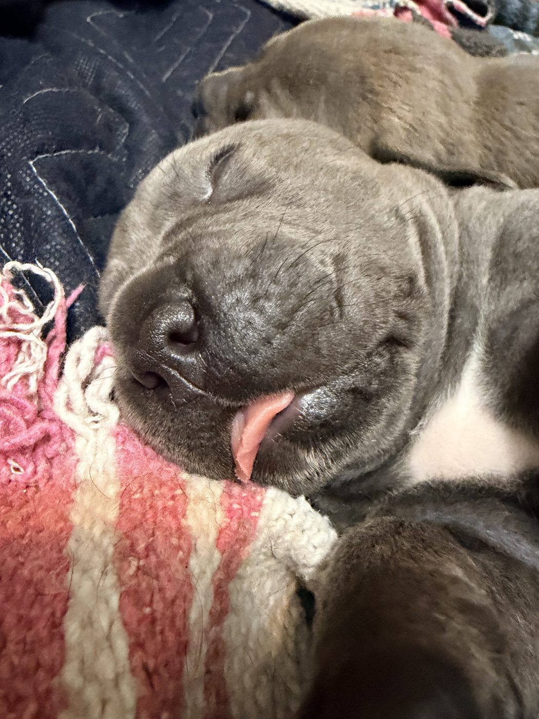 Health-tested Cane Corso companion from DiCalabrese in Inland Empire (photo 22)