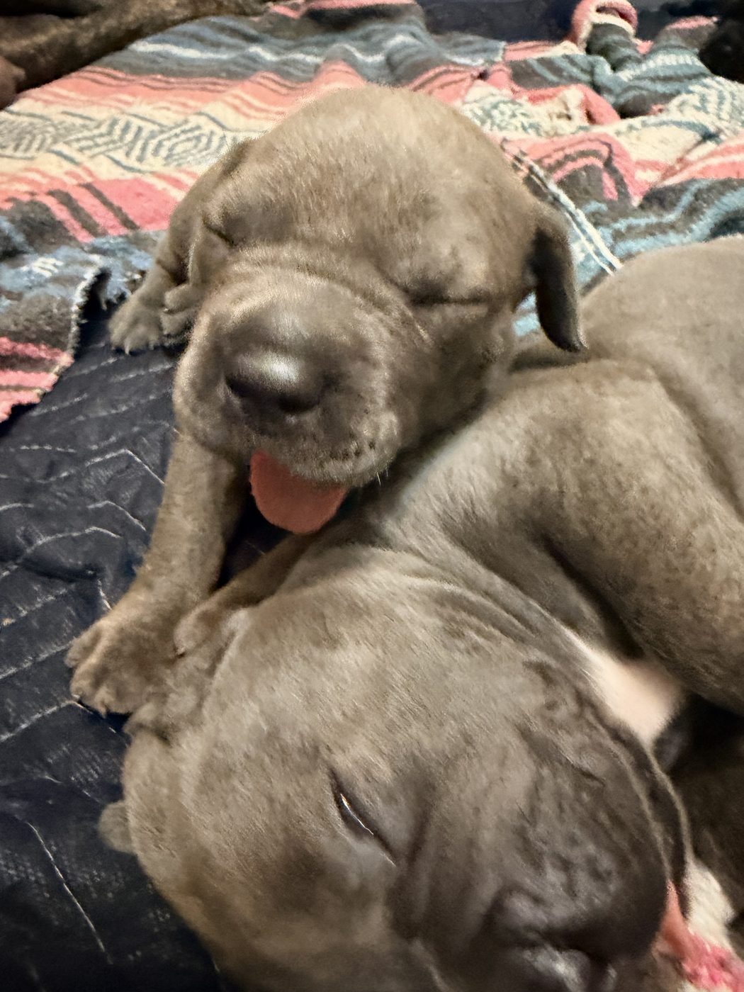DiCalabrese Cane Corso outdoors — reputable breeder for Riverside County (photo 23)