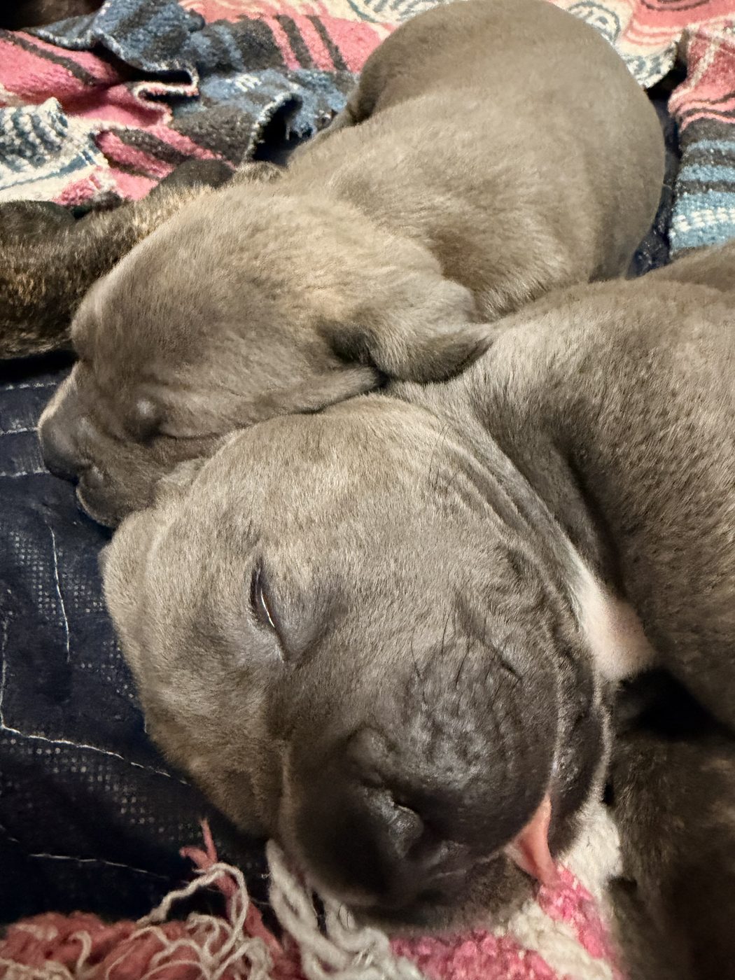 Cane Corso puppy and adult moments from DiCalabrese in Southern California families (photo 24)