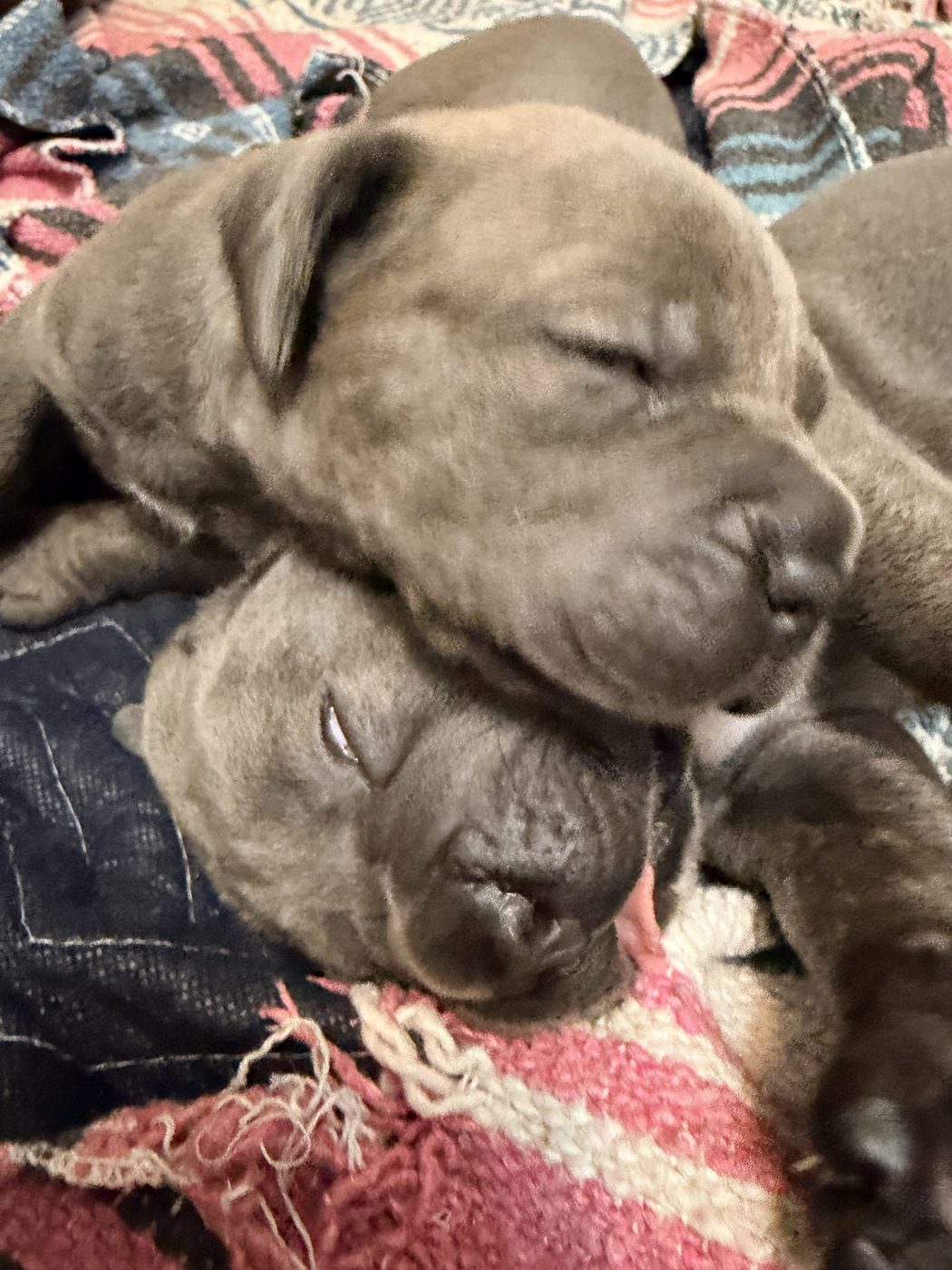 DiCalabrese Cane Corso kennel life and training in Moreno Valley, California (photo 25)