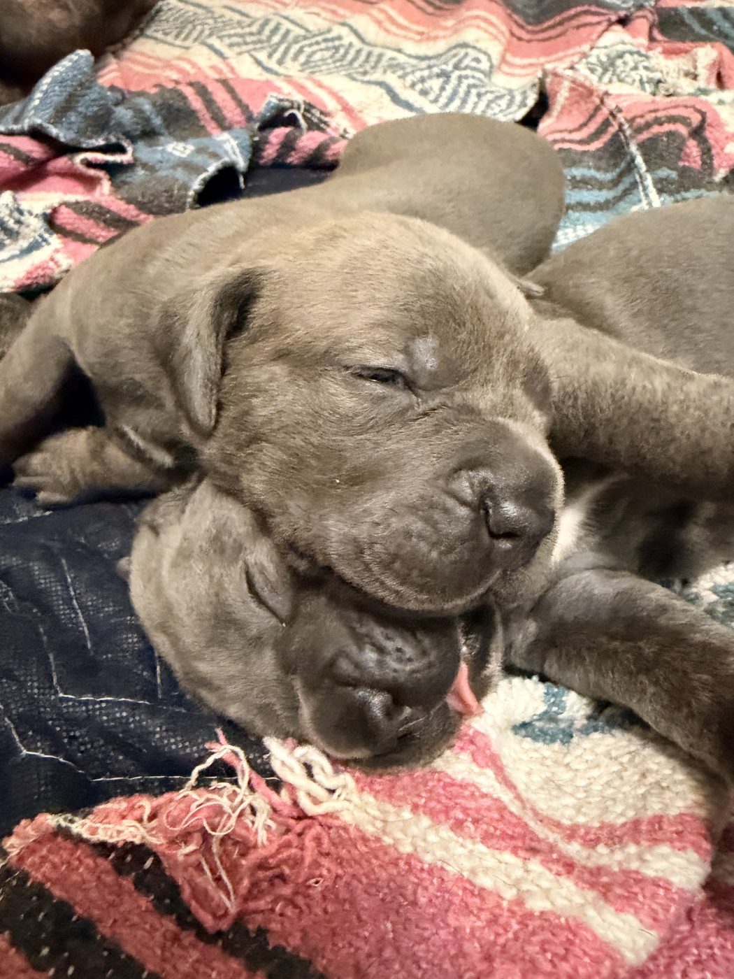 Adult Cane Corso from DiCalabrese preservation program in Southern California (photo 26)