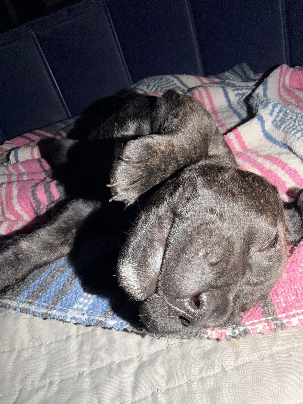 DiCalabrese Cane Corso daily life photo from Orange County area (photo 29)