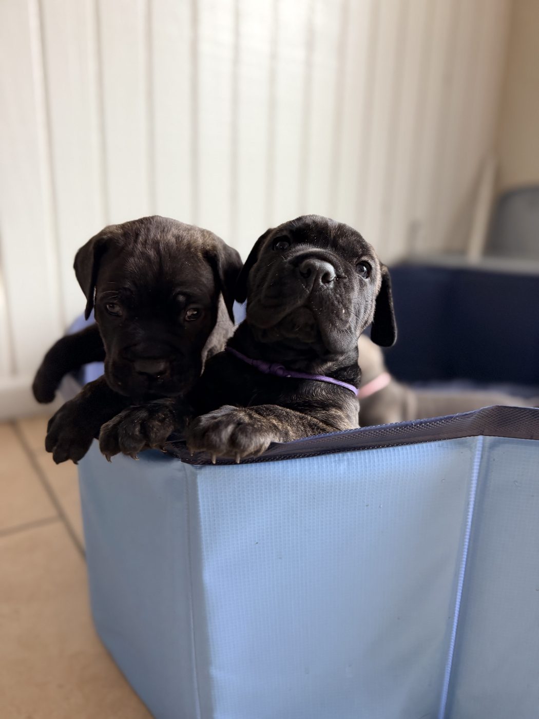 Adult Cane Corso from DiCalabrese preservation program in Southern California (photo 34)
