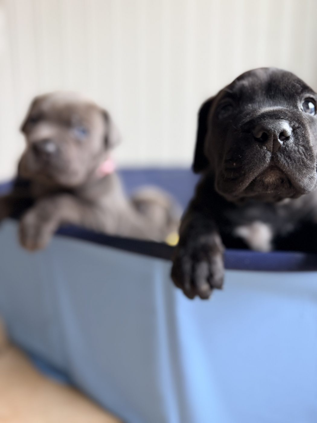 Cane Corso puppy and adult moments from DiCalabrese in Southern California families (photo 40)
