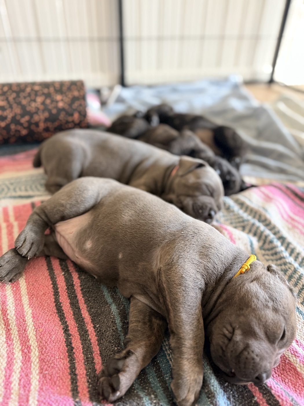 Cane Corso protection and working dog foundation at DiCalabrese in Los Angeles area (photo 43)