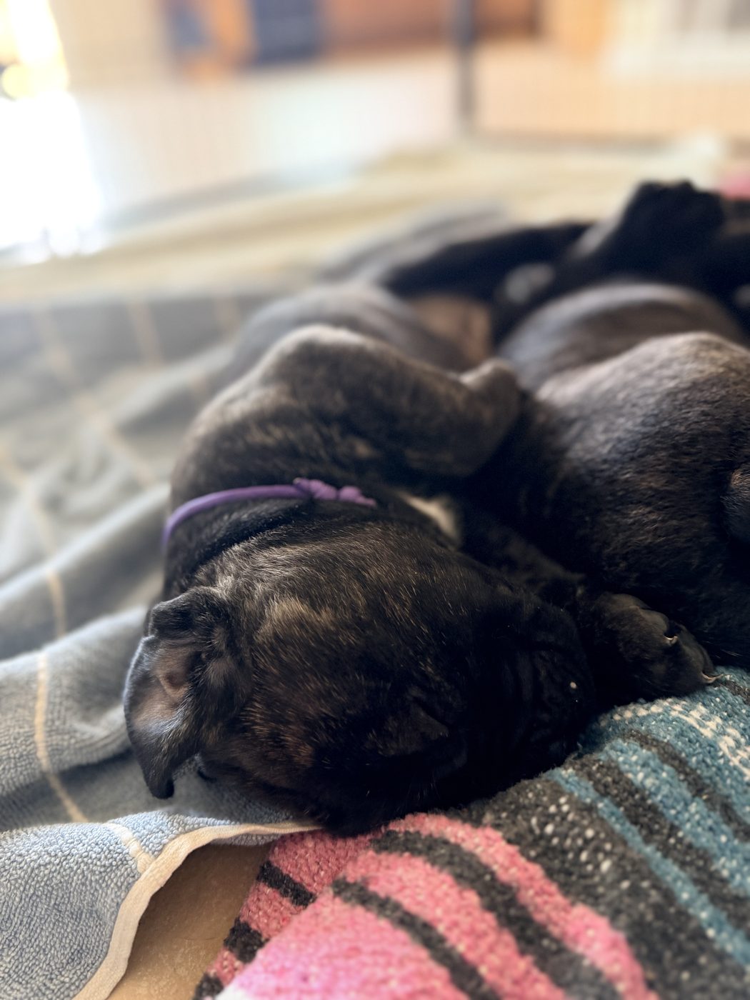 DiCalabrese Cane Corso outdoors — reputable breeder for Riverside County (photo 47)