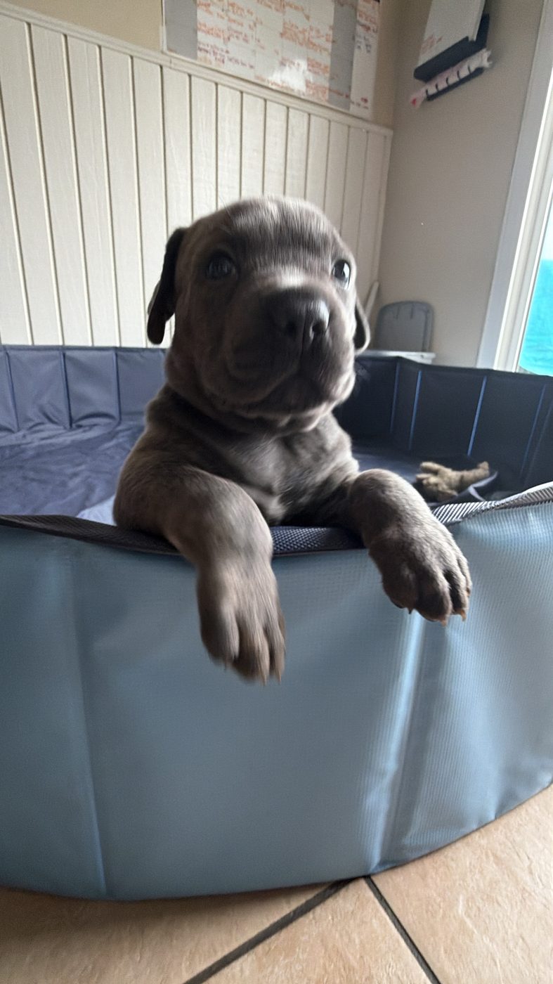 DiCalabrese Cane Corso kennel life and training in Moreno Valley, California (photo 49)