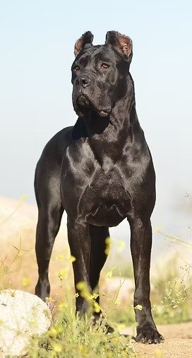 Black DiCalabrese Cane Corso standing alert outdoors in Southern California sunlight