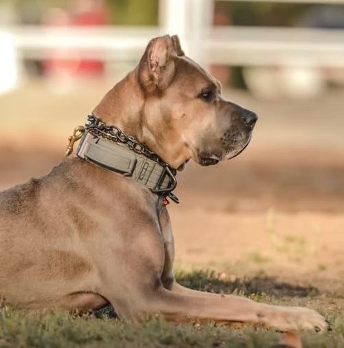 Fawn Cane Corso with black mask resting on grass after training at DiCalabrese in Southern California