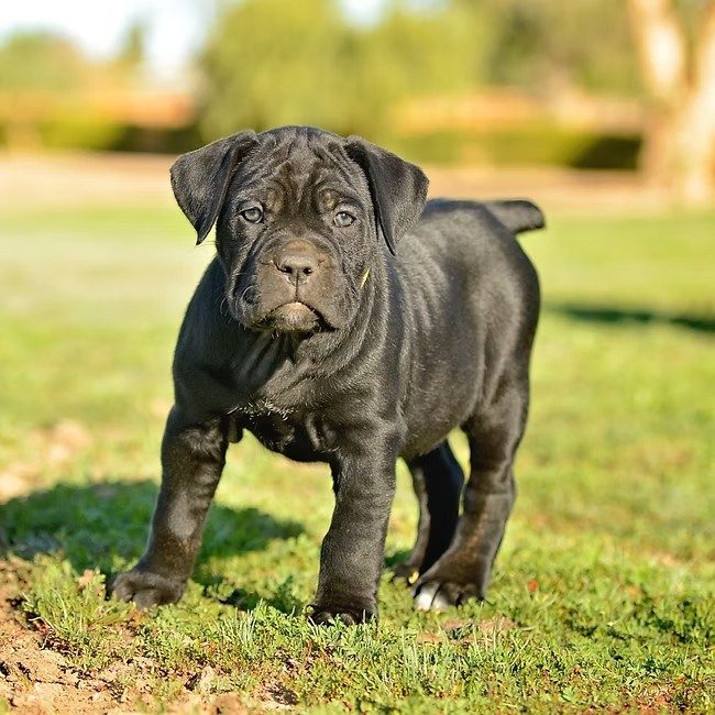 Young blue-grey DiCalabrese Cane Corso puppy standing on green grass in Southern California