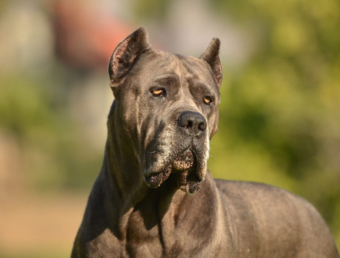 Close-up portrait of a blue DiCalabrese Cane Corso with cropped ears and amber eyes