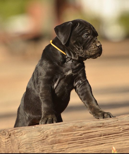 DiCalabrese Cane Corso in a natural outdoor setting at the Moreno Valley kennel