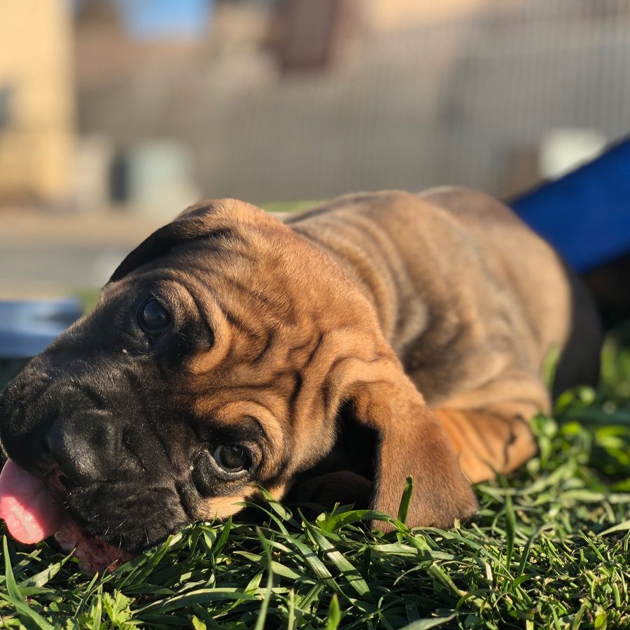 DiCalabrese Cane Corso puppy from a Southern California litter available to approved homes