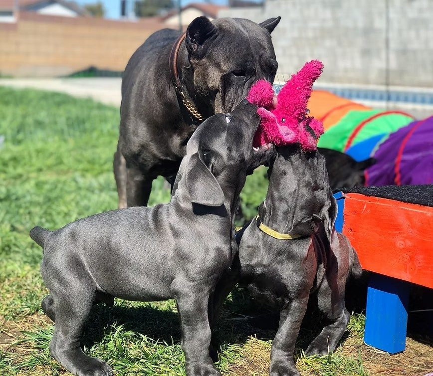 Adult blue DiCalabrese Cane Corso with two puppies playing with a pink toy outdoors