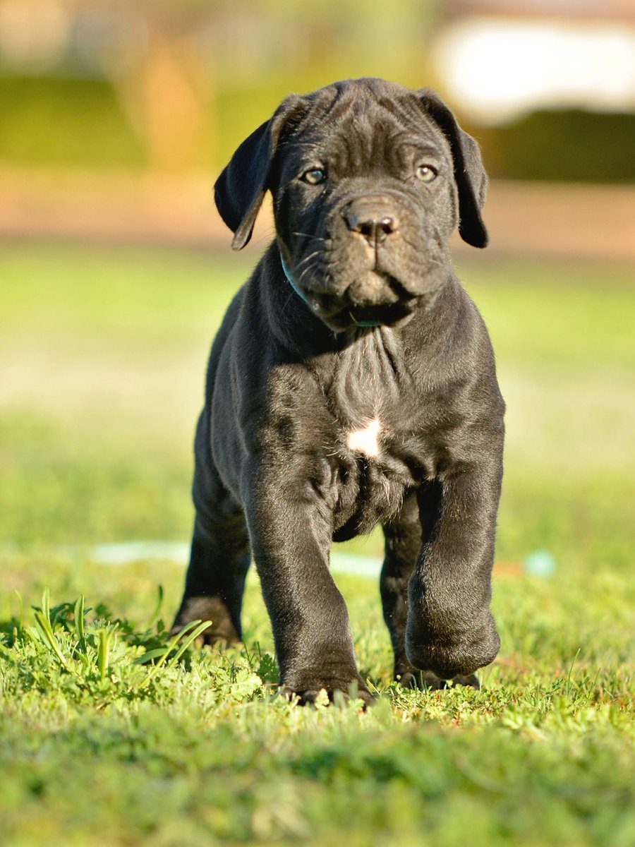 Black DiCalabrese Cane Corso puppy with white chest patch standing on grass after placement age