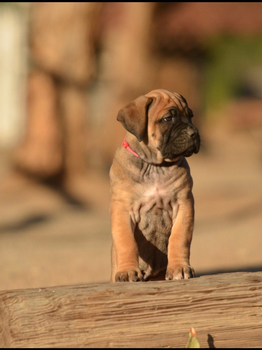 DiCalabrese Cane Corso puppy placed with a Southern California family from the breeding program