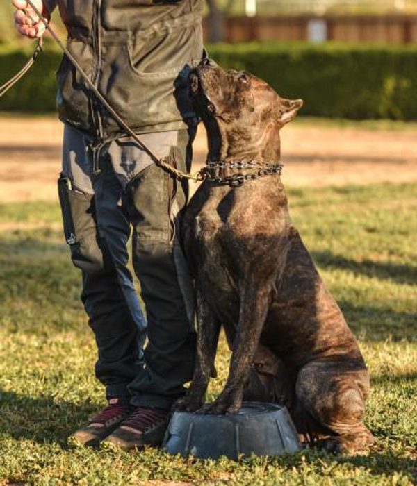 DiCalabrese Cane Corso and handler during outdoor training contact work in Moreno Valley
