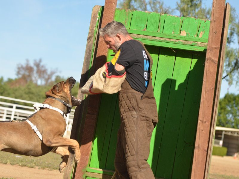 DiCalabrese Cane Corso and handler portrait from outdoor training in Moreno Valley