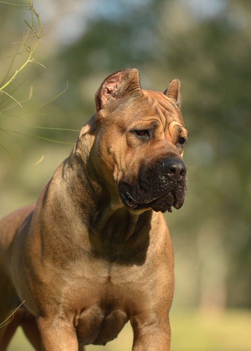 Portrait of a DiCalabrese Cane Corso from the Southern California preservation program