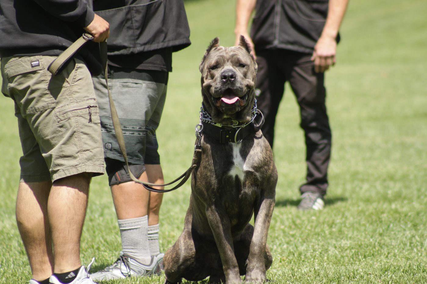 Brindle DiCalabrese Cane Corso with white chest patch sitting on grass during outdoor training