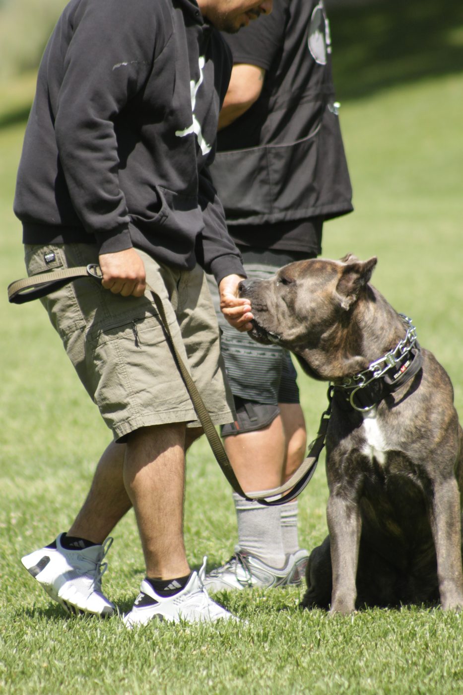 Brindle DiCalabrese Cane Corso standing alert on a Southern California training field