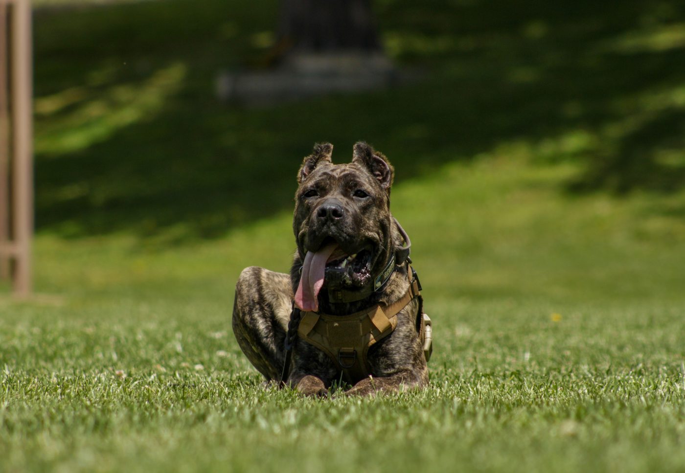 Brindle DiCalabrese Cane Corso in a tan tactical harness lying on green grass