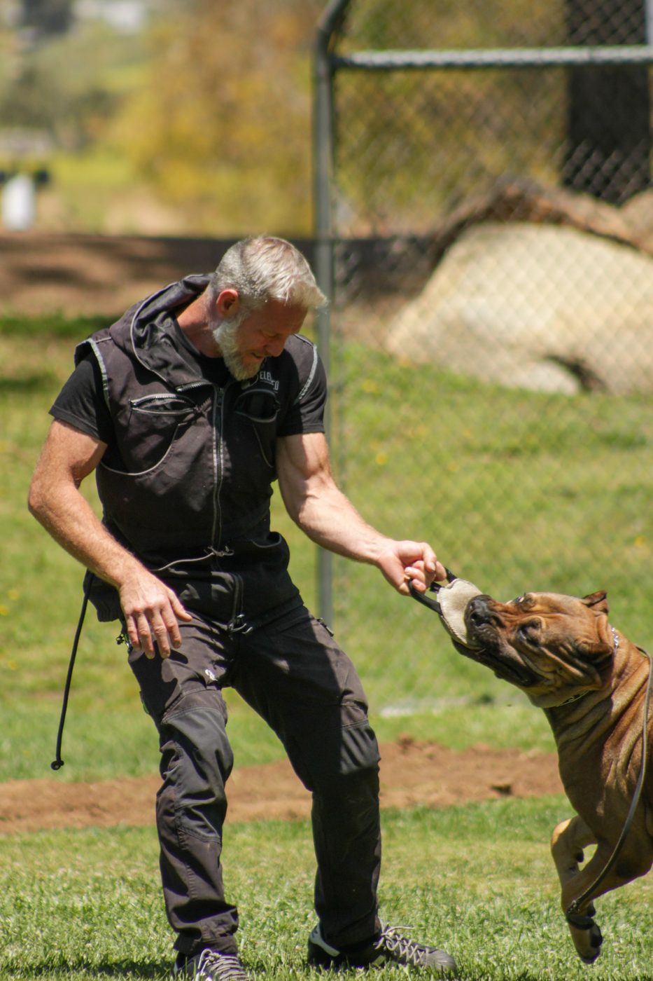 Fawn DiCalabrese Cane Corso in a one-on-one outdoor training session in Southern California
