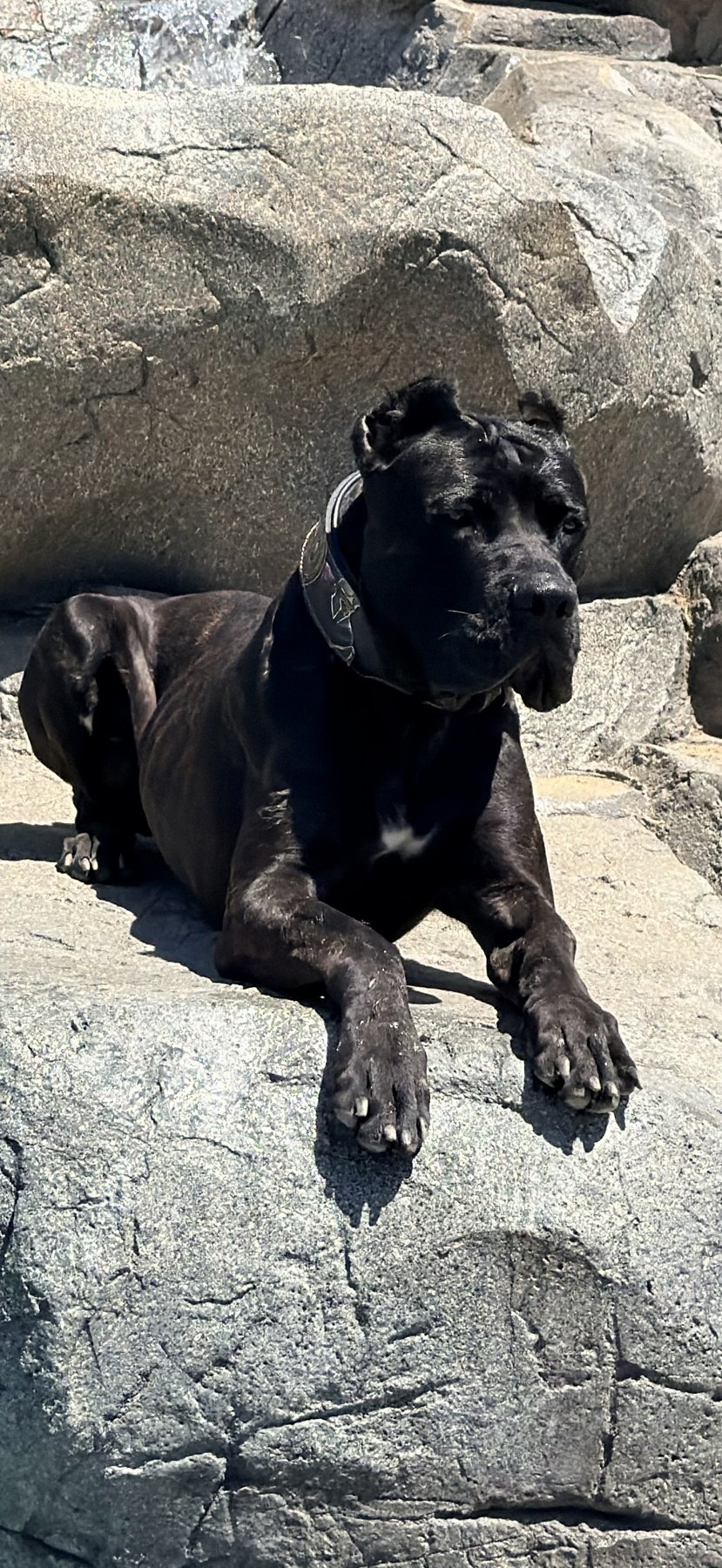 Björn, a black male DiCalabrese Cane Corso lying on grey rocks in the sun