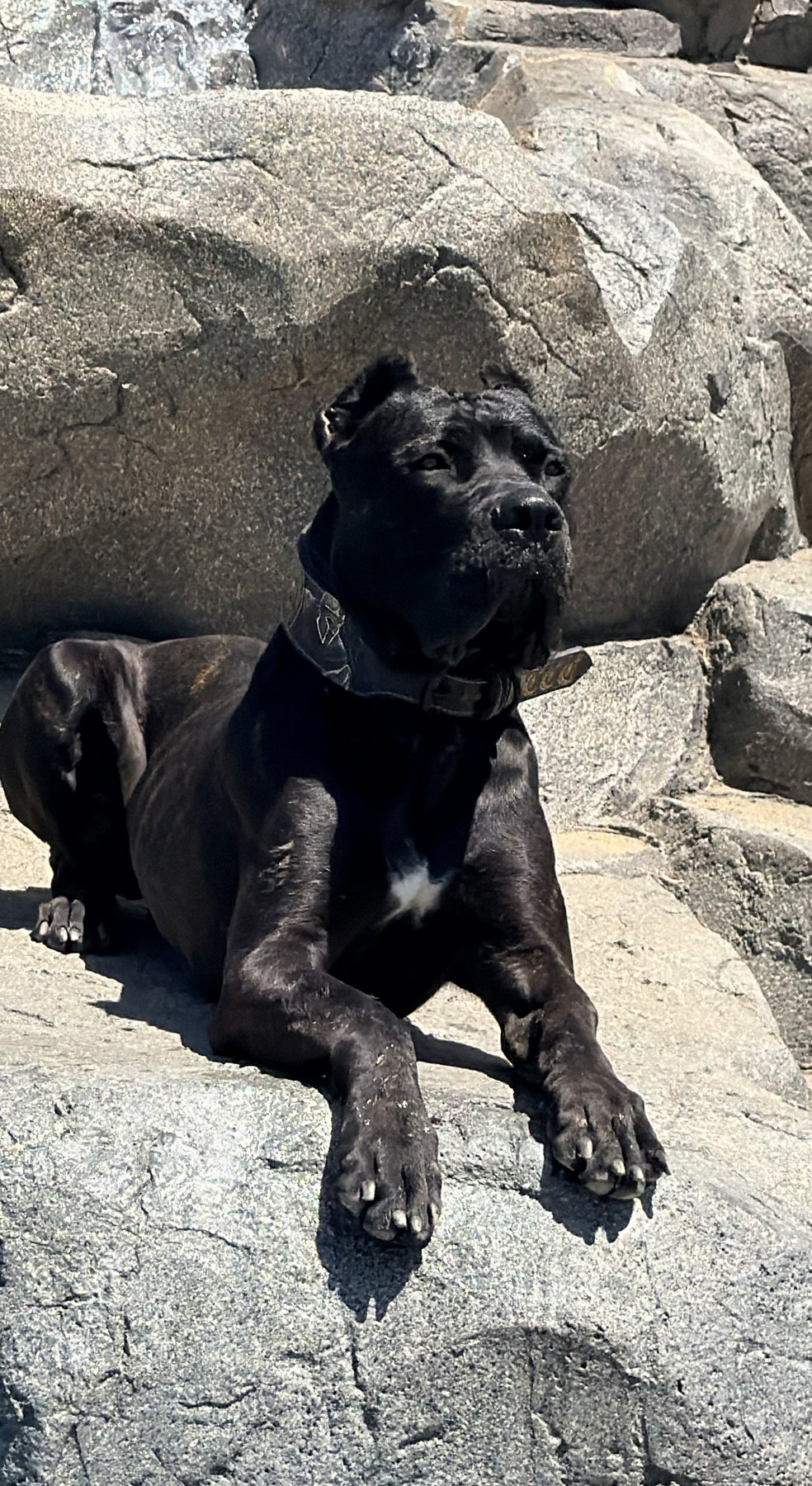 Björn, a muscular black DiCalabrese Cane Corso on rock formations in bright sunlight