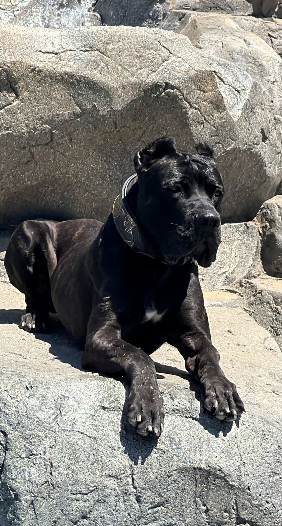 Björn, black male Cane Corso at DiCalabrese lying on light grey rocks