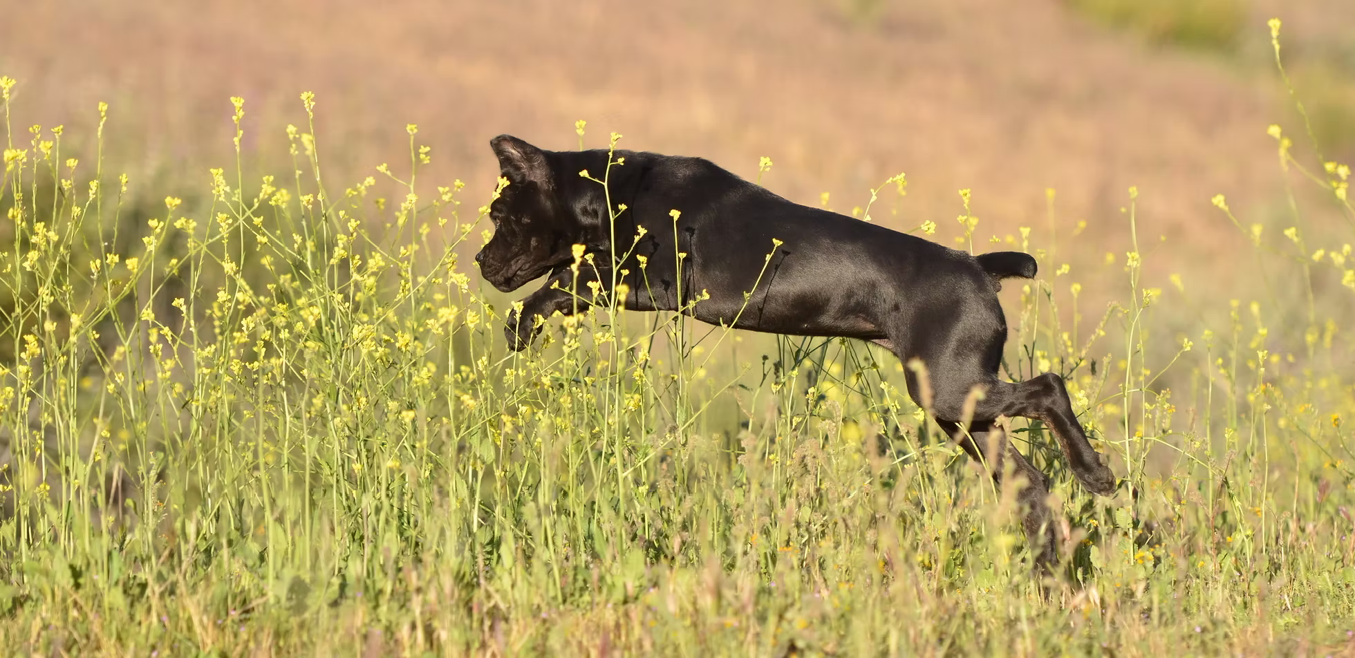Black Cane Corso leaping through a field