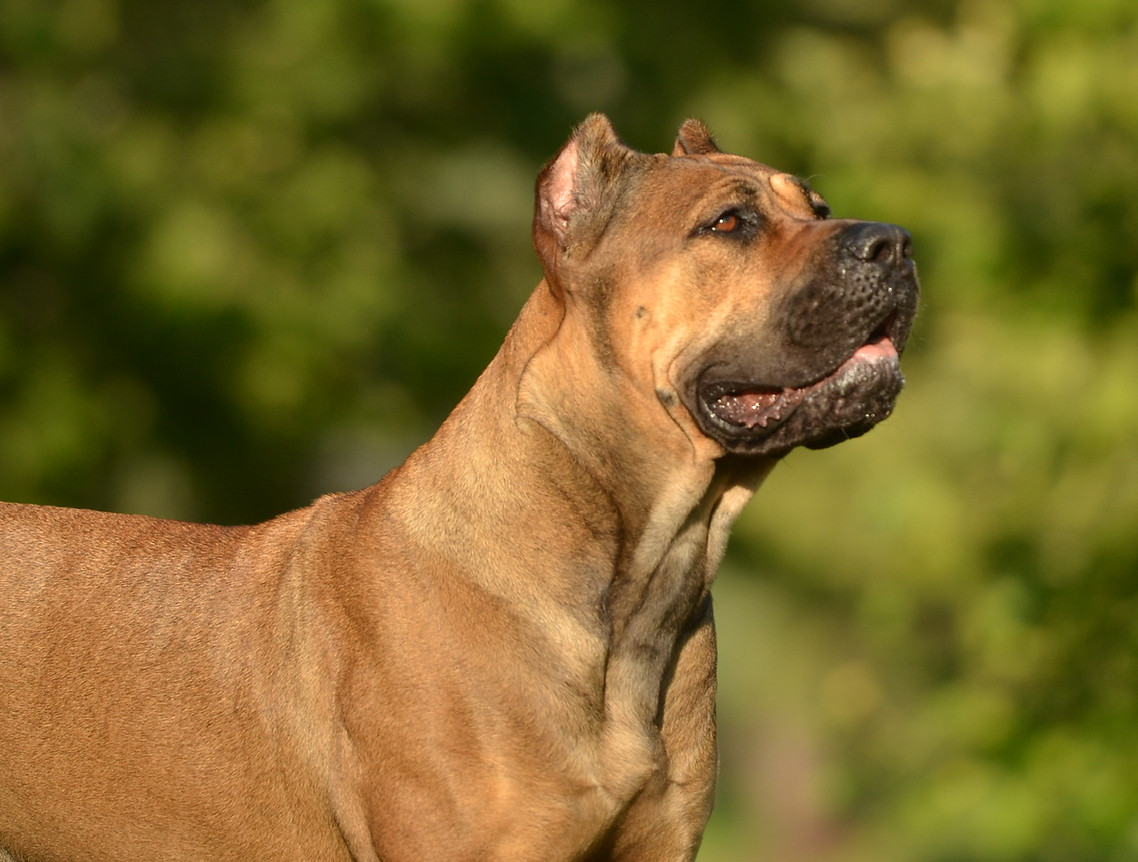 Ataly, fawn Cane Corso