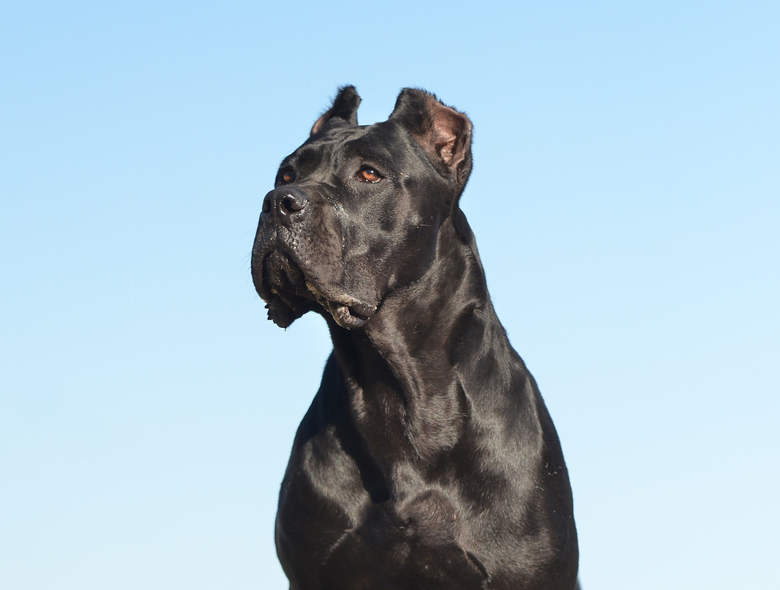 Enola, black Cane Corso