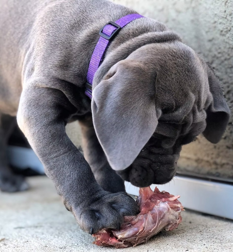 Cane Corso puppy eating raw food