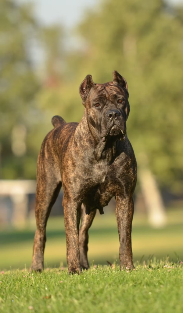 Brindle Cane Corso standing alert on grass