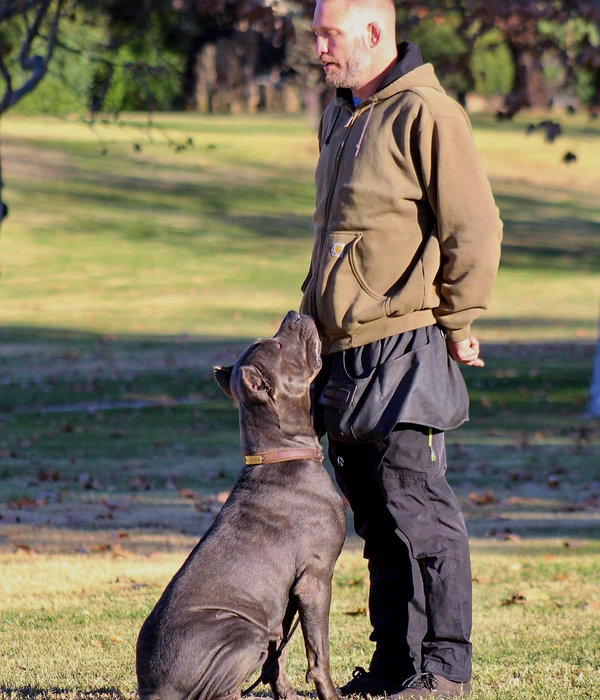 Christopher M Calabrese with a Cane Corso in the field
