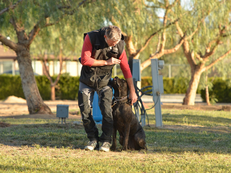 Christopher M Calabrese with a black Cane Corso in the field