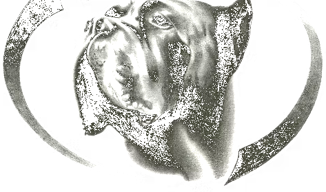 DiCalabrese Cane Corso