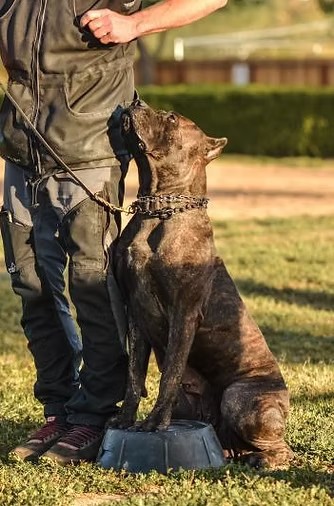 Brindle Cane Corso in training on a platform