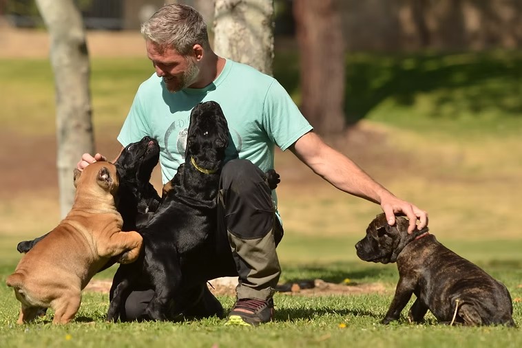 Christopher M Calabrese with Cane Corso puppies on the lawn