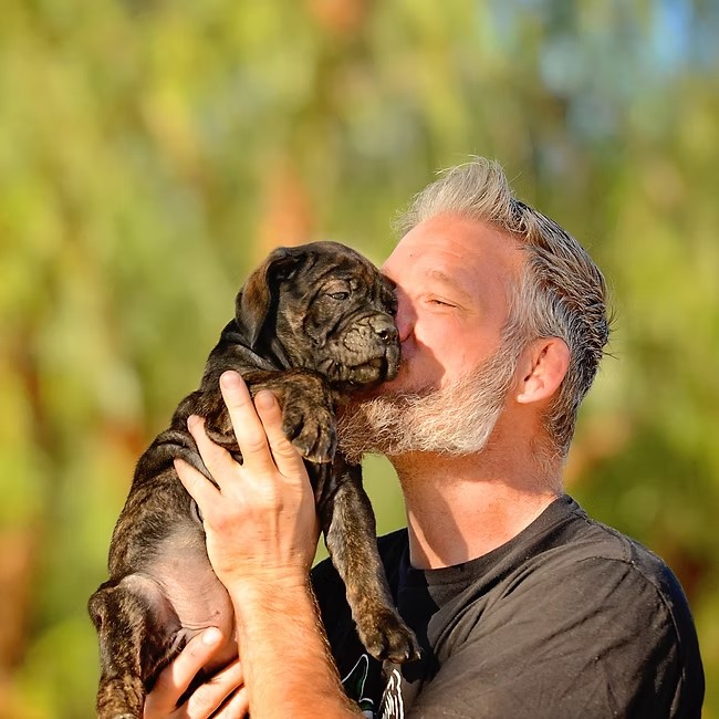 Christopher M Calabrese with a brindle Cane Corso puppy