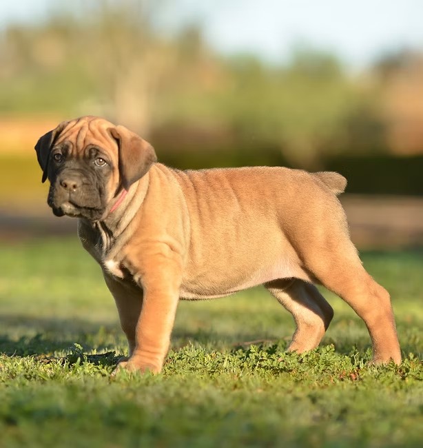 Fawn Cane Corso puppy on grass